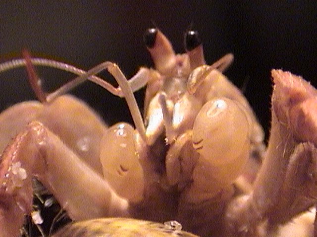 Gel claws before a molt