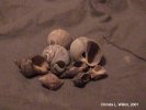 A Collection of Ecuadorian Shells