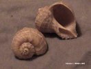 Unidentified tan shell