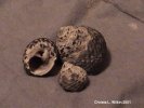 Trochus pica or native shell